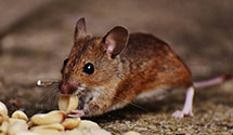 24 Hour & Emergency Exterminators in Pt Commerce, IN